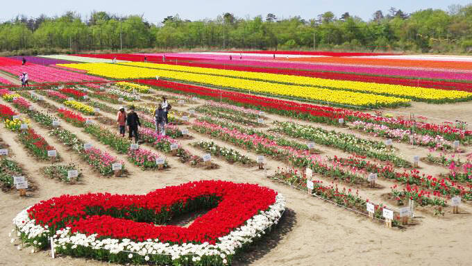 新津駅「新潟彩ちらし」(930円)～新潟のチューリップ畑を思い浮かべて食べたい駅弁！