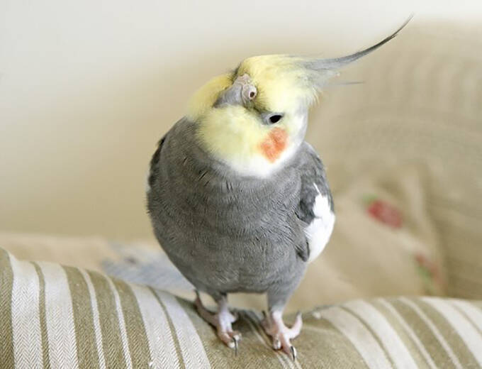 出戻りオカメインコは女性カメラマンのストーカー!?～奇妙で楽しいバードライフ～