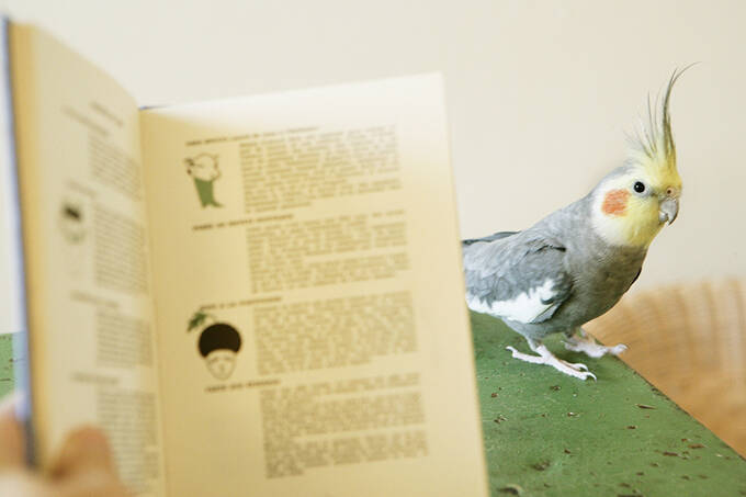 出戻りオカメインコは女性カメラマンのストーカー!?～奇妙で楽しいバードライフ～