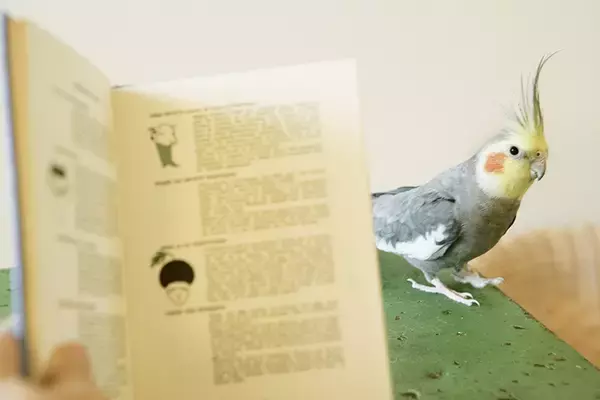 「出戻りオカメインコは女性カメラマンのストーカー!?～奇妙で楽しいバードライフ～」の画像