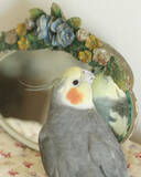 「出戻りオカメインコは女性カメラマンのストーカー!?～奇妙で楽しいバードライフ～」の画像6