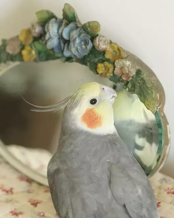 「出戻りオカメインコは女性カメラマンのストーカー!?～奇妙で楽しいバードライフ～」の画像