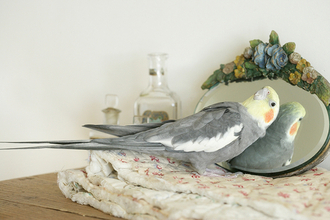 出戻りオカメインコは女性カメラマンのストーカー!?～奇妙で楽しいバードライフ～