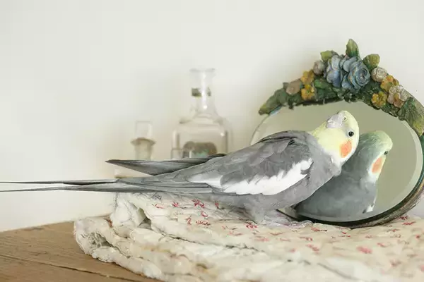 出戻りオカメインコは女性カメラマンのストーカー!?～奇妙で楽しいバードライフ～