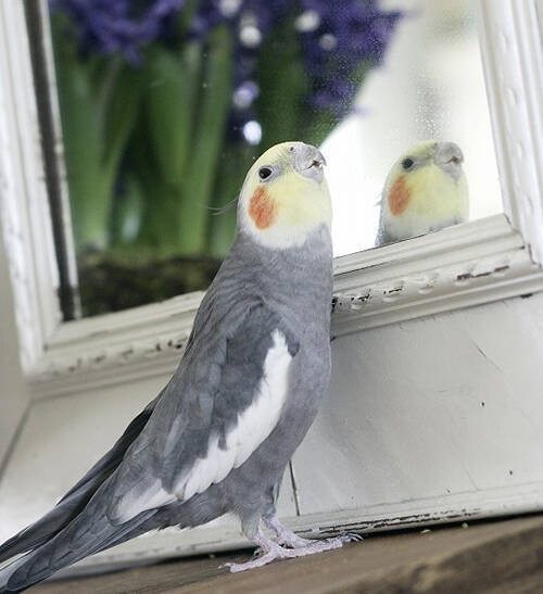 出戻りオカメインコは女性カメラマンのストーカー!?～奇妙で楽しいバードライフ～