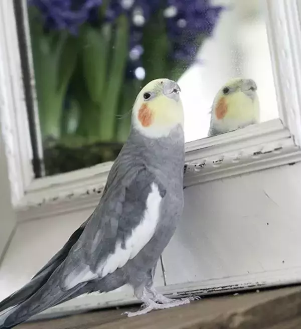 「出戻りオカメインコは女性カメラマンのストーカー!?～奇妙で楽しいバードライフ～」の画像