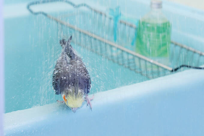 出戻りオカメインコは女性カメラマンのストーカー!?～奇妙で楽しいバードライフ～