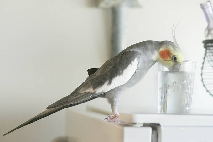 出戻りオカメインコは女性カメラマンのストーカー!?～奇妙で楽しいバードライフ～