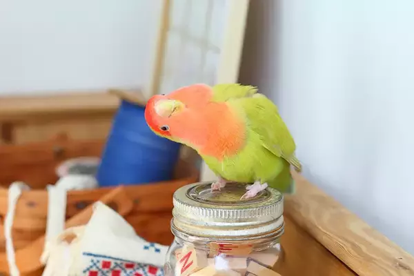 「出戻りオカメインコは女性カメラマンのストーカー!?～奇妙で楽しいバードライフ～」の画像