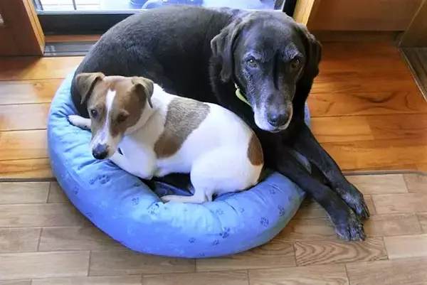 「元飼い主に見放されたテリアを迎えて気づいた、ドッグトレーナーとしての生ぬるさ」の画像