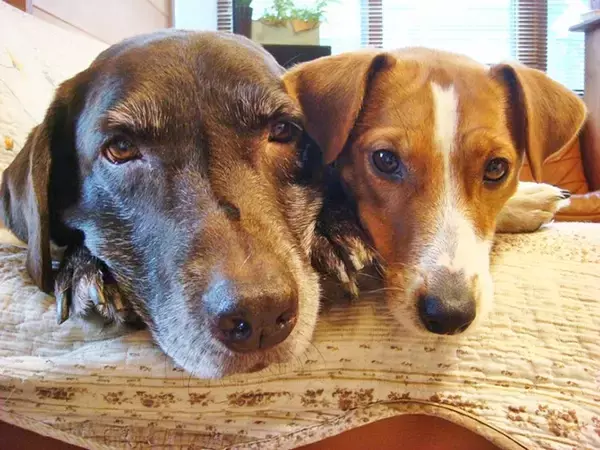 「元飼い主に見放されたテリアを迎えて気づいた、ドッグトレーナーとしての生ぬるさ」の画像