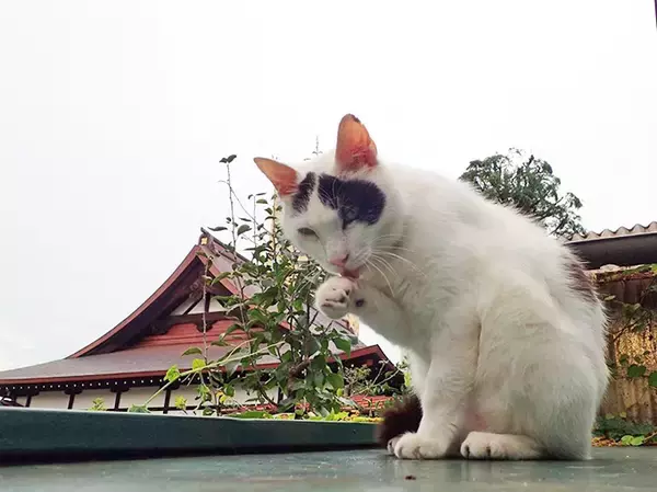 「史上初！？ 猫の地位向上めざし“猫番付”を獣医師と行司が10年かけて作成」の画像