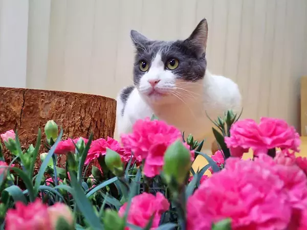 「史上初！？ 猫の地位向上めざし“猫番付”を獣医師と行司が10年かけて作成」の画像