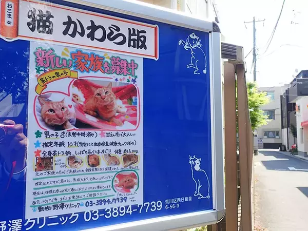 「史上初！？ 猫の地位向上めざし“猫番付”を獣医師と行司が10年かけて作成」の画像