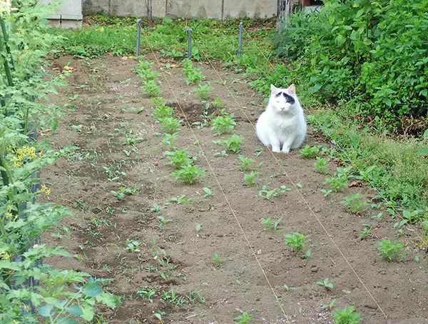 「史上初！？ 猫の地位向上めざし“猫番付”を獣医師と行司が10年かけて作成」の画像