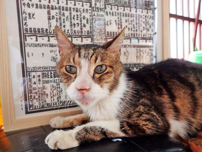 史上初！？ 猫の地位向上めざし“猫番付”を獣医師と行司が10年かけて作成