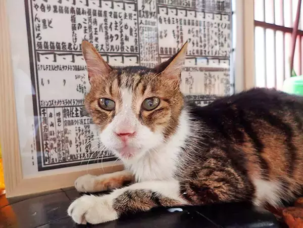 史上初！？ 猫の地位向上めざし“猫番付”を獣医師と行司が10年かけて作成