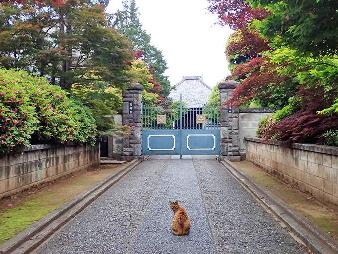 史上初！？ 猫の地位向上めざし“猫番付”を獣医師と行司が10年かけて作成