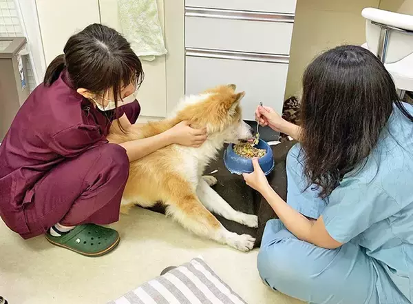 「最期は人のそばでゆったりして～保護犬の引取り介護＆医療ボランティアにママ獣医師が奮闘～」の画像
