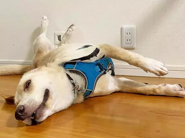 「最期は人のそばでゆったりして～保護犬の引取り介護＆医療ボランティアにママ獣医師が奮闘～」の画像