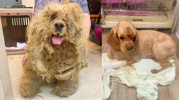 「最期は人のそばでゆったりして～保護犬の引取り介護＆医療ボランティアにママ獣医師が奮闘～」の画像