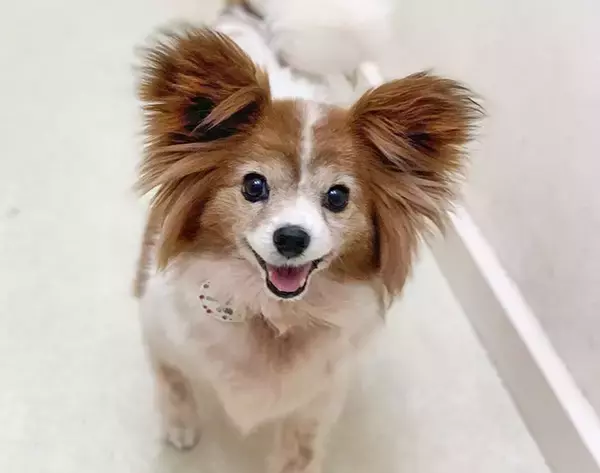 「最期は人のそばでゆったりして～保護犬の引取り介護＆医療ボランティアにママ獣医師が奮闘～」の画像