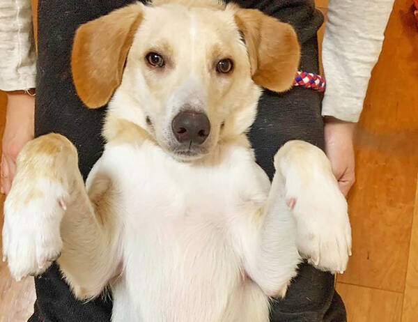 最期は人のそばでゆったりして 保護犬の引取り介護 医療ボランティアにママ獣医師が奮闘 年7月25日 エキサイトニュース