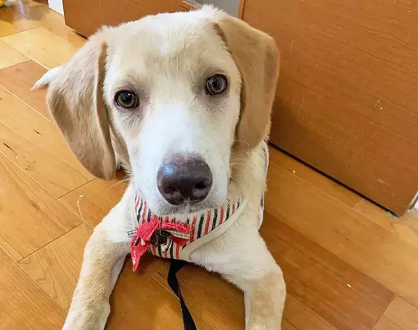 「最期は人のそばでゆったりして～保護犬の引取り介護＆医療ボランティアにママ獣医師が奮闘～」の画像