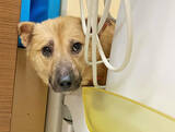 「最期は人のそばでゆったりして～保護犬の引取り介護＆医療ボランティアにママ獣医師が奮闘～」の画像5