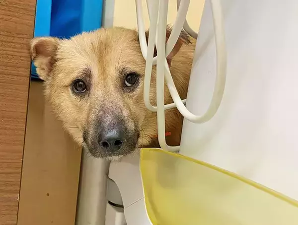 「最期は人のそばでゆったりして～保護犬の引取り介護＆医療ボランティアにママ獣医師が奮闘～」の画像