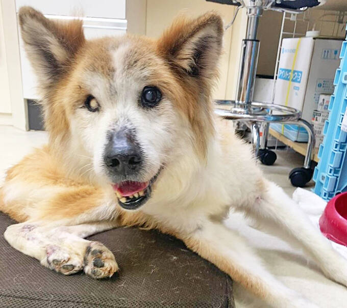 最期は人のそばでゆったりして～保護犬の引取り介護＆医療ボランティアにママ獣医師が奮闘～