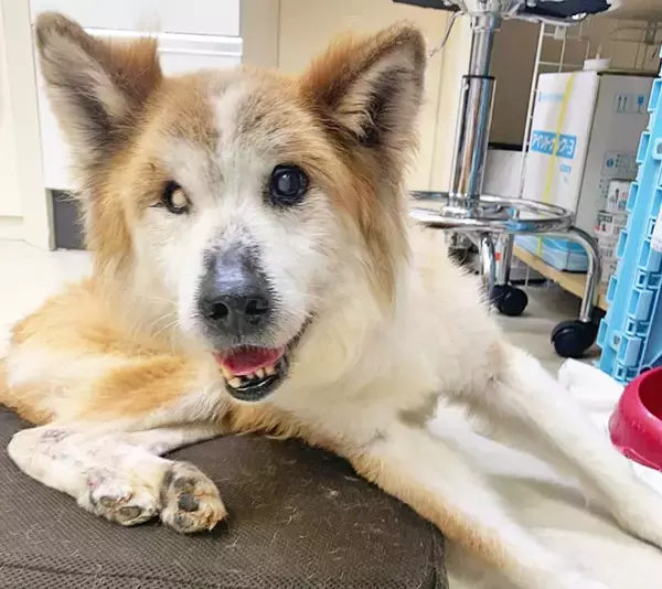 「最期は人のそばでゆったりして～保護犬の引取り介護＆医療ボランティアにママ獣医師が奮闘～」の画像