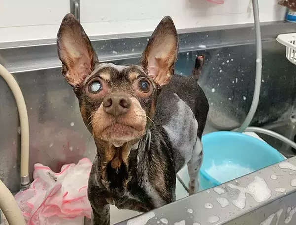 「最期は人のそばでゆったりして～保護犬の引取り介護＆医療ボランティアにママ獣医師が奮闘～」の画像