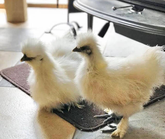 室内放し飼い烏骨鶏に悲願のヒナ誕生 人間夫婦の暮らしは鶏小屋のなか 年8月1日 エキサイトニュース 2 5