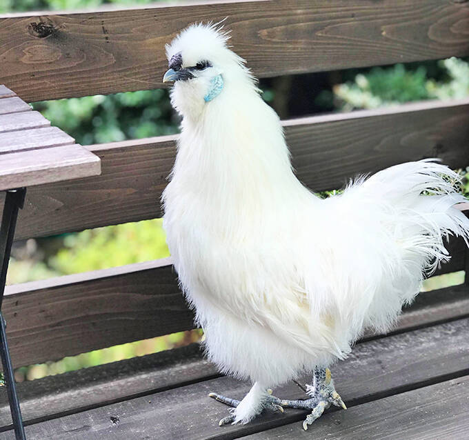 室内放し飼い烏骨鶏に悲願のヒナ誕生 人間夫婦の暮らしは鶏小屋のなか 年8月1日 エキサイトニュース