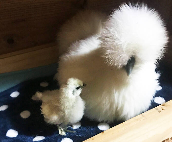 室内放し飼い烏骨鶏に悲願のヒナ誕生 人間夫婦の暮らしは鶏小屋のなか 年8月1日 エキサイトニュース