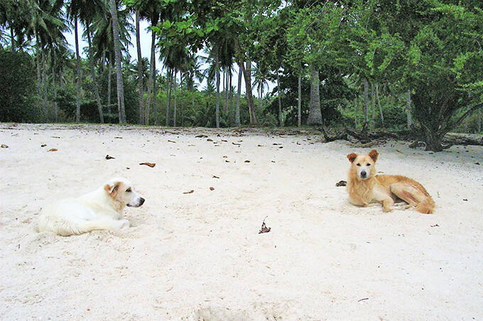 タイの小島の自由な犬たちの暮らしを眺めて癒されたい 年8月22日 エキサイトニュース 4 4