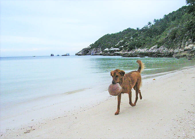 タイの小島の自由な犬たちの暮らしを眺めて癒されたい 年8月22日 エキサイトニュース 4 4