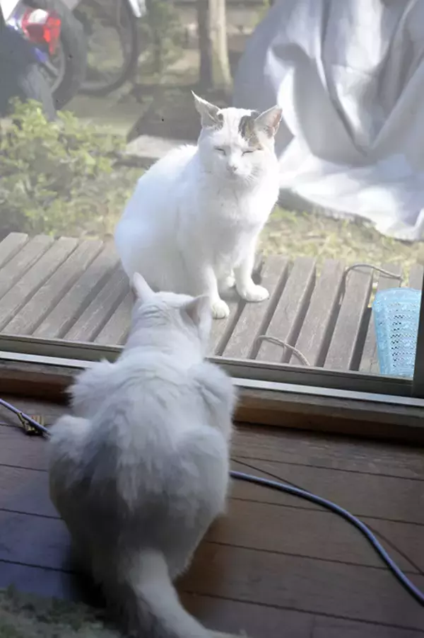 「おじさんカメラマンと河原猫と保護猫の愛にあふれる約20年のストーリー」の画像