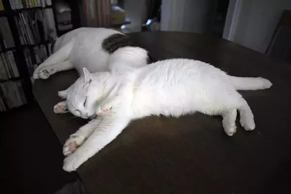 「おじさんカメラマンと河原猫と保護猫の愛にあふれる約20年のストーリー」の画像