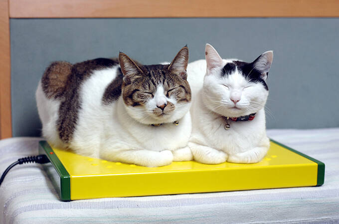 おじさんカメラマンと河原猫と保護猫の愛にあふれる約20年のストーリー