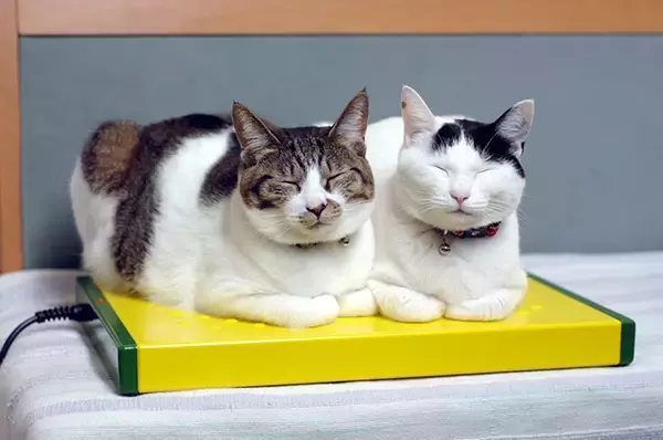 「おじさんカメラマンと河原猫と保護猫の愛にあふれる約20年のストーリー」の画像