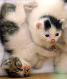 「おじさんカメラマンと河原猫と保護猫の愛にあふれる約20年のストーリー」の画像2