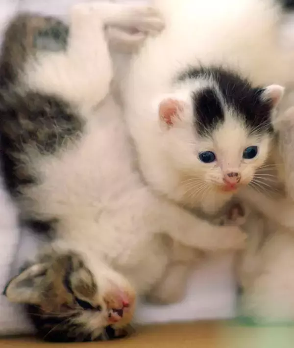 「おじさんカメラマンと河原猫と保護猫の愛にあふれる約20年のストーリー」の画像