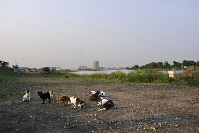 おじさんカメラマンと河原猫と保護猫の愛にあふれる約20年のストーリー