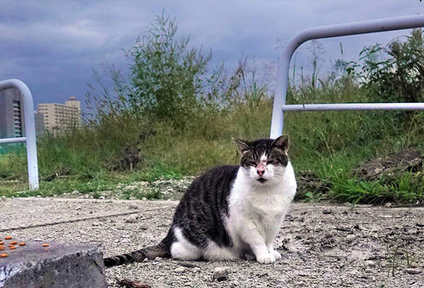 多摩川に猫と流されたホームレスの おじさん を忘れない 令和元年の台風水害の記憶 年10月10日 エキサイトニュース