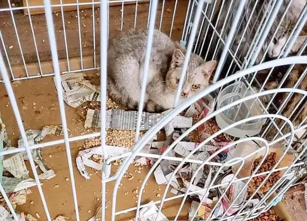 「凶暴な保護猫が心を許す少女の力とは？～猫は友だち！ 猫の気持ちを尊重して！～」の画像