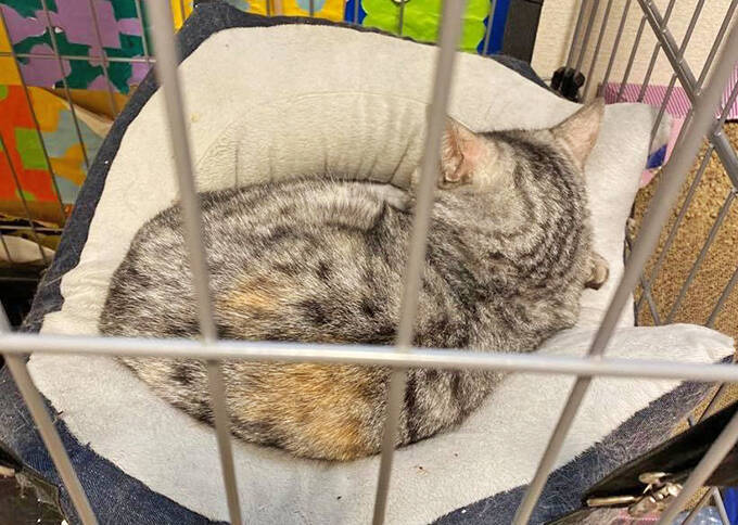 凶暴な保護猫が心を許す少女の力とは？～猫は友だち！ 猫の気持ちを尊重して！～