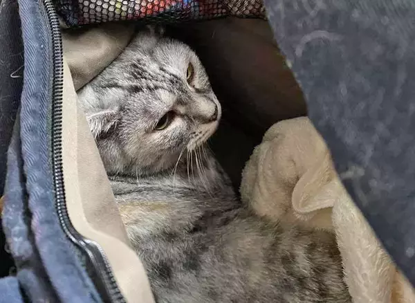 「凶暴な保護猫が心を許す少女の力とは？～猫は友だち！ 猫の気持ちを尊重して！～」の画像