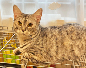 凶暴な保護猫が心を許す少女の力とは？～猫は友だち！ 猫の気持ちを尊重して！～